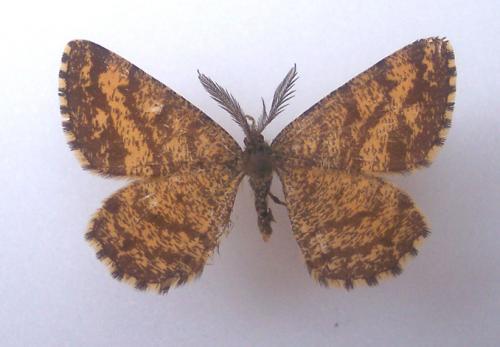 Ematurga atomaria