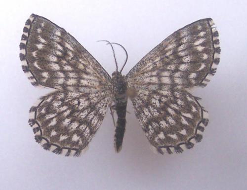 Réf. 4 602 : Scopula tessellaria