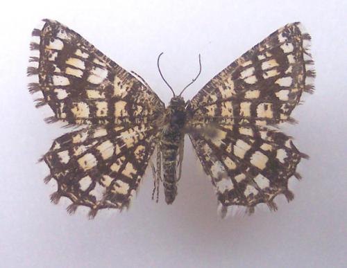 Chiasmia clathrata