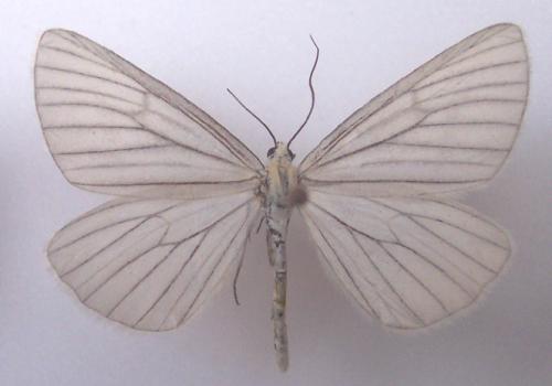 Réf. 4 604 : Siona lineata