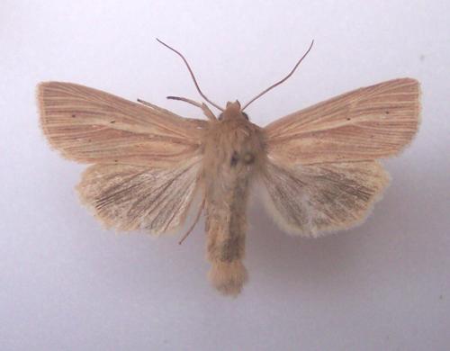 Réf. 4 609 : Mythimna impura