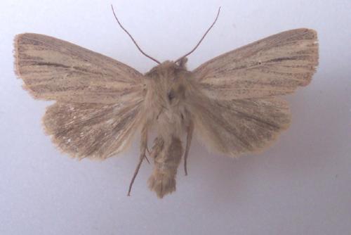 Réf. 4 608 : Mythimna pudorina
