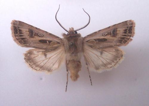 Réf. 4 607 : Agrotis vestigialis