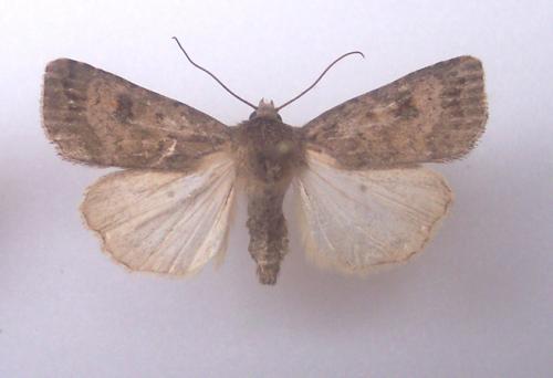 Réf. 4 606 : Caradrina morpheus