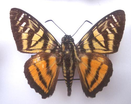 Croniades pieria