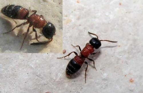 Réf. 4 653 : Myrmosa atra
