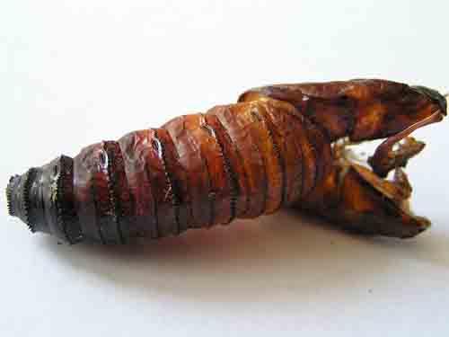 Cossus cossus