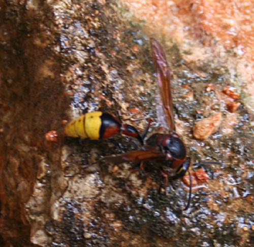 Delta unguiculatum