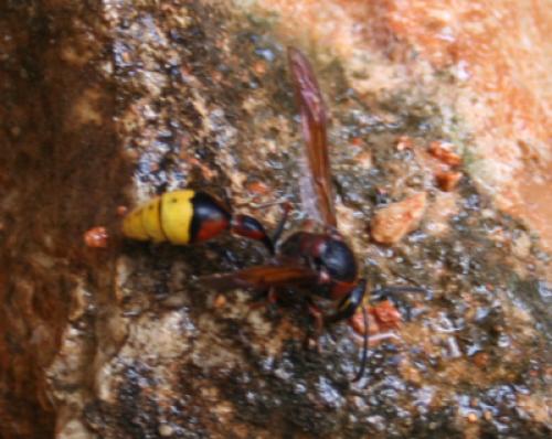 Delta unguiculatum