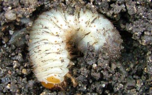 Cetoniinae