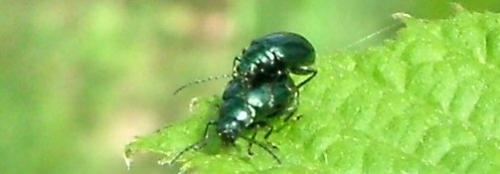 Altica sp.