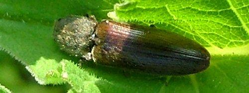 Réf. 4 071 : Athous haemorrhoidalis