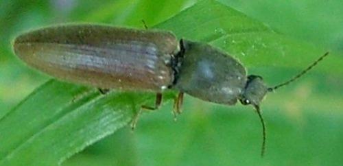 Réf. 4 070 : Athous haemorrhoidalis