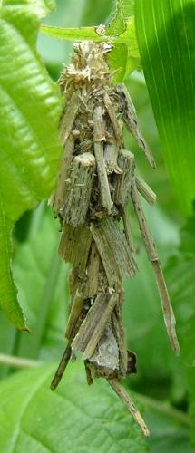 Pachythelia villosella