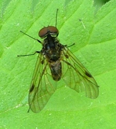 Chrysopilus cristatus