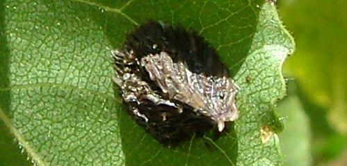 Réf. 4 768 : Atylotus sp.