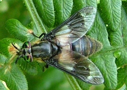 Chrysops sp.