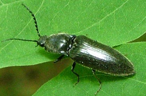 Réf. 4 073 : Hemicrepidius sp.