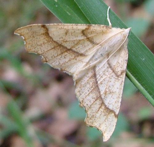 Ennomos quercinaria