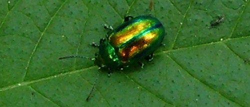 Chrysolina fastuosa