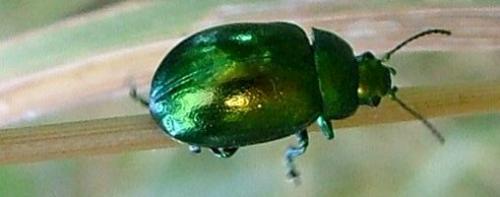 Altica sp.