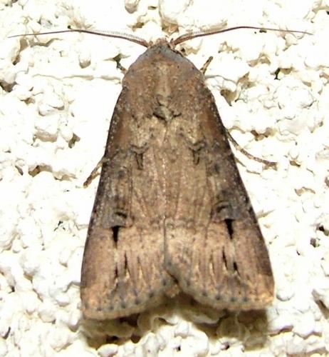 Agrotis ipsilon