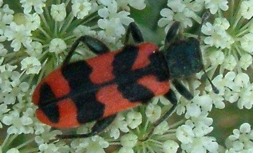 Trichodes alvearius