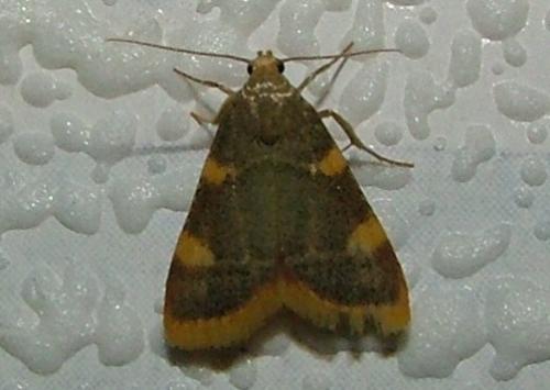 Hypsopygia costalis