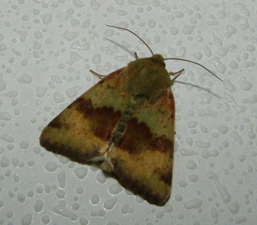 Réf. 4 397 : Heliothis viriplaca