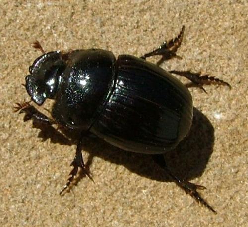 Copris lunaris