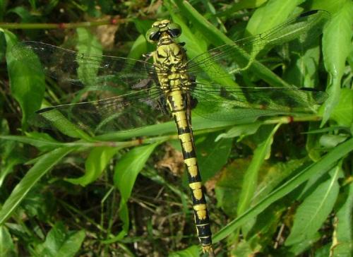 Réf. 4 414 : Onychogomphus forcipatus