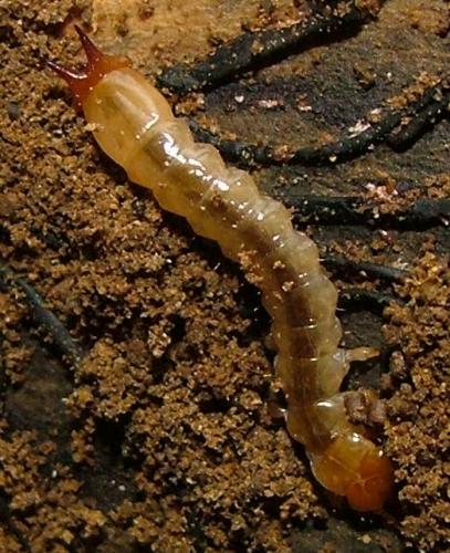Réf. 4 522 : Pyrochroa sp.