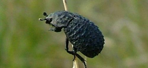 Trox perlatus