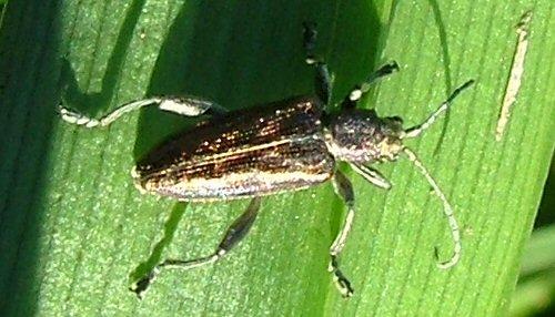 Donacia marginata