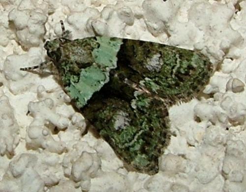 Réf. 4 427 : Cryphia algae