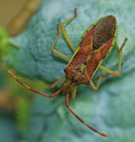 Réf. 4 725 : Gonocerus juniperi