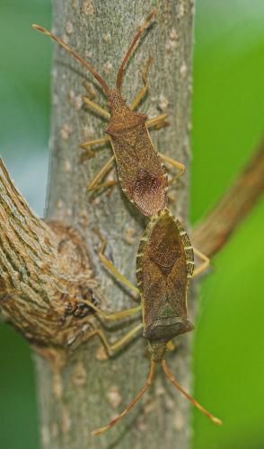 Gonocerus acuteangulatus