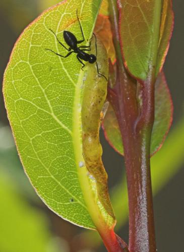 Lauritrioza alacris