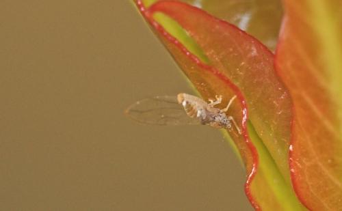 Réf. 4 864 : Lauritrioza alacris