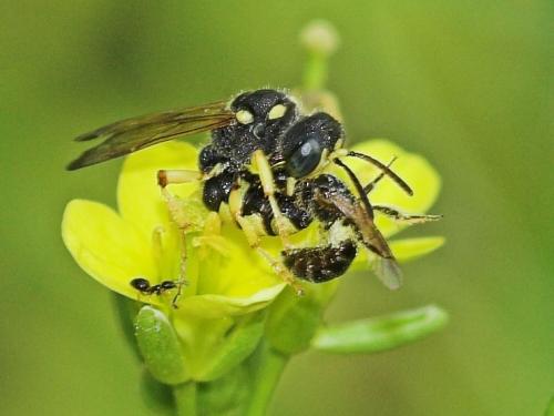 Cerceris sabulosa