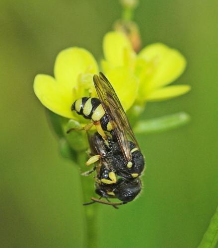 Cerceris sabulosa