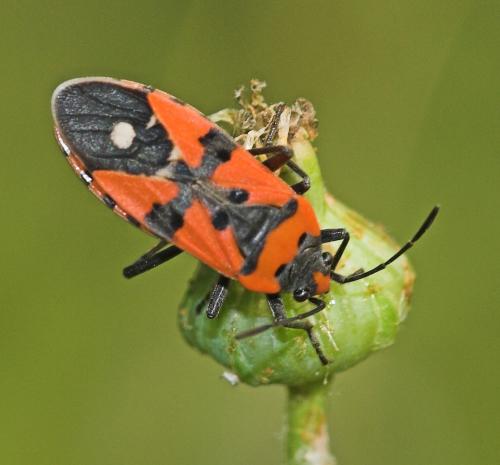 Lygaeus equestris
