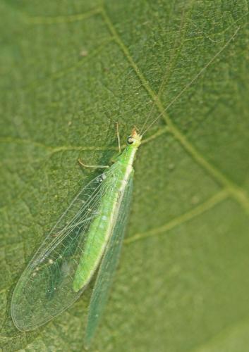 Chrysoperla sp.