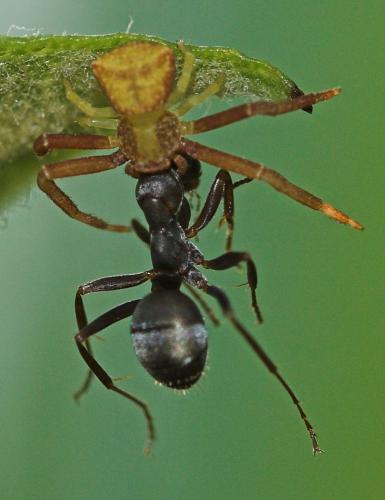 Réf. 4 837 : Thomisus onustus