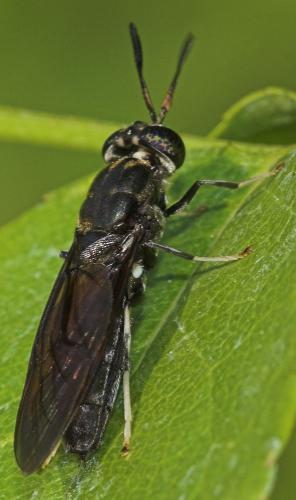 Réf. 4 838 : Hermetia illucens