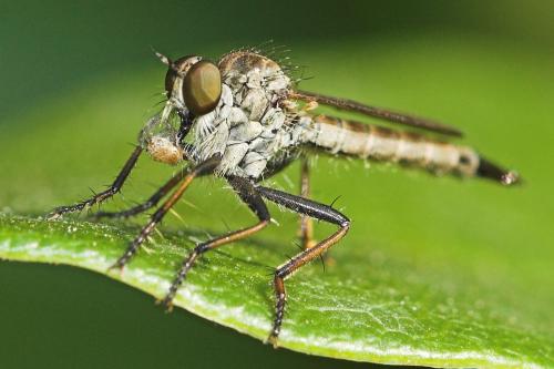 Neomochtherus sp.