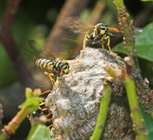 Réf. 4 841 : Polistes gallicus