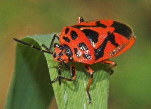 Eurydema ornata