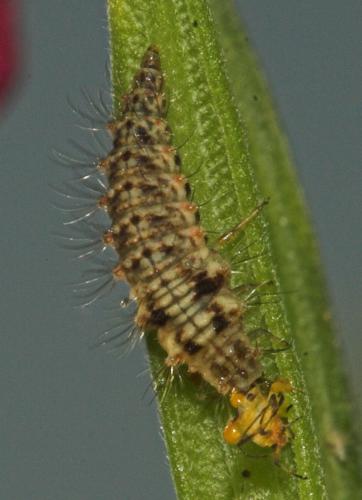 Réf. 4 969 : Chrysopa formosa