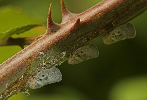 Metcalfa pruinosa